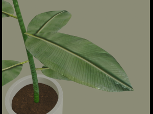 exotic indoor plant Modelo 3D