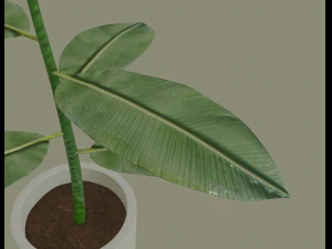 exotic indoor plant 3D Model