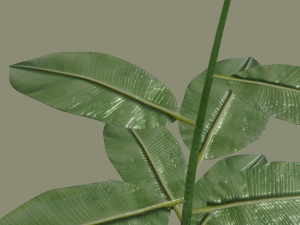 exotic indoor plant Modelo 3D