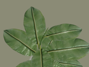 exotic indoor plant Modelo 3D
