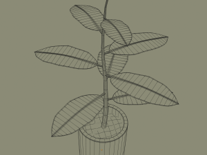 exotic indoor plant Modelo 3D