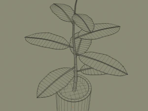 exotic indoor plant 3D Model