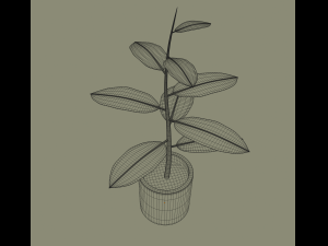 exotic indoor plant Modelo 3D