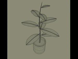 exotic indoor plant 3D Model