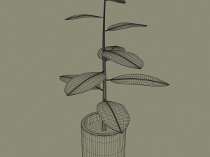 exotic indoor plant Modelo 3D