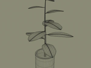 exotic indoor plant 3D Model