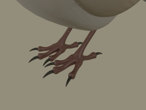 european robin bird 3D Model
