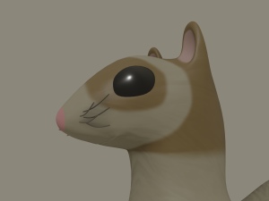 ferret 3Dモデル