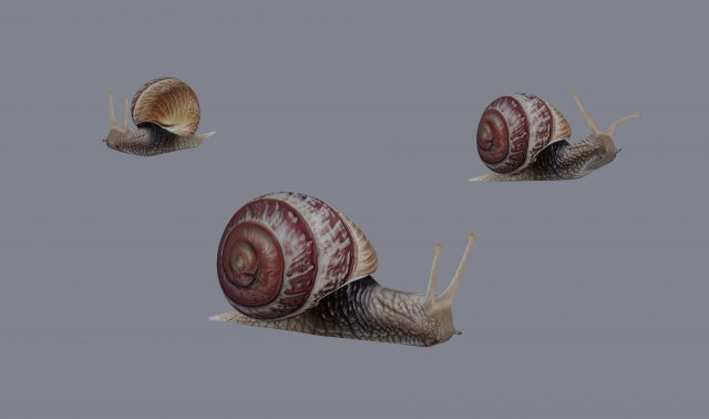 Snail Model 3D .c4d .max .obj .3ds .fbx .stl .blend 