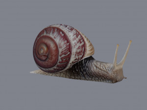 Snail Model 3D