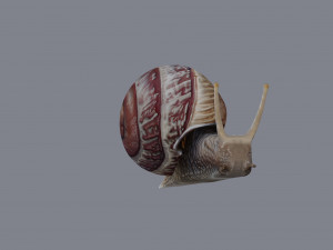 Snail Model 3D
