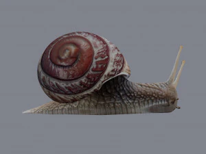 カタツムリ 3Dモデル