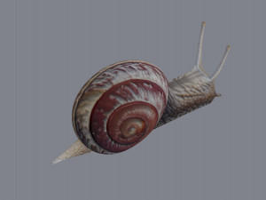 Snail Model 3D