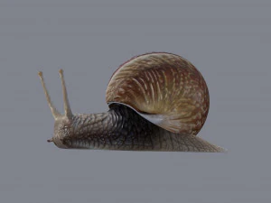 カタツムリ 3Dモデル