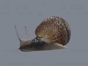 カタツムリ 3Dモデル