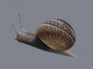 カタツムリ 3Dモデル