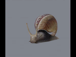 カタツムリ 3Dモデル