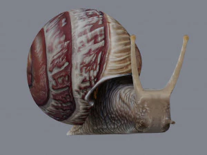 カタツムリ 3Dモデル