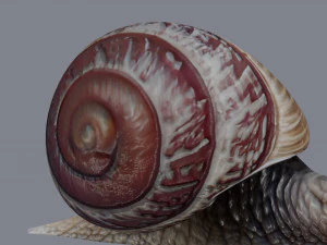 カタツムリ 3Dモデル