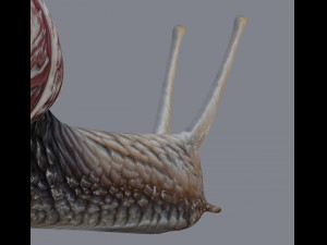 Snail Model 3D
