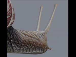 カタツムリ 3Dモデル