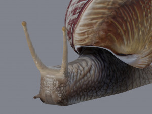 Snail Model 3D