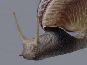 カタツムリ 3Dモデル