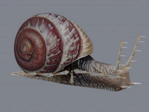 カタツムリ 3Dモデル