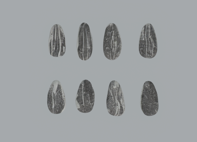 Sunflower Seeds 3Dモデル .c4d .max .obj .3ds .fbx .stl .blend 