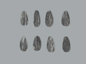 Sunflower Seeds Modelo 3D
