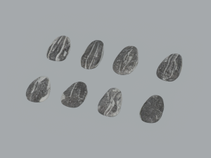 Sunflower Seeds 3Dモデル