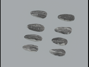 Sunflower Seeds 3Dモデル