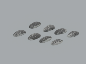 Sunflower Seeds 3Dモデル