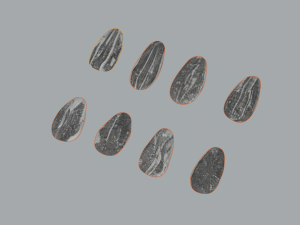 Sunflower Seeds 3Dモデル