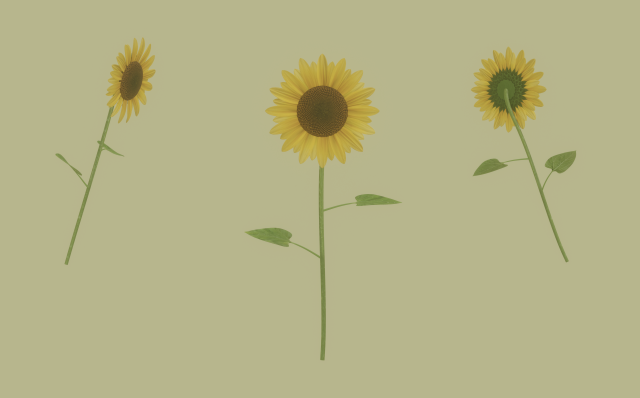 Sunflower 3D Модель .c4d .max .obj .3ds .fbx .stl .blend 