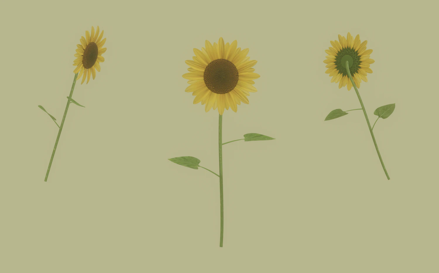 Sunflower 3D Model .c4d .max .obj .3ds .fbx .stl .blend 