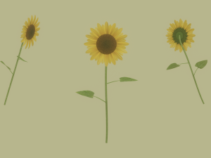 Sunflower 3D 모델