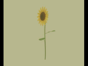 Sunflower 3D Model