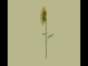 Sunflower 3D Модель