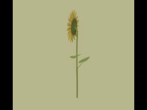 Sunflower 3D Model