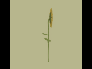 Sunflower 3D Модель