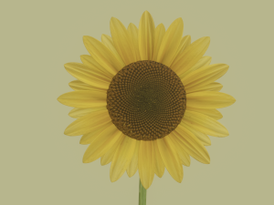Sunflower 3D Модель