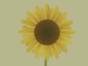 Sunflower 3D Model