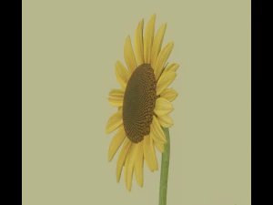 Sunflower 3D Model