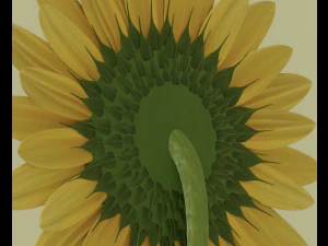Sunflower 3D Model