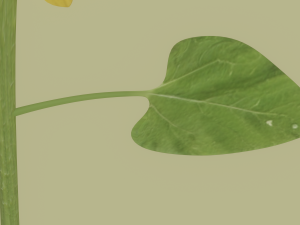 Sunflower 3D Модель