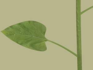 Sunflower 3D Модель