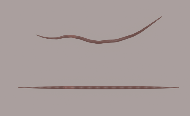 Worm 3Dモデル .c4d .max .obj .3ds .fbx .stl .blend 