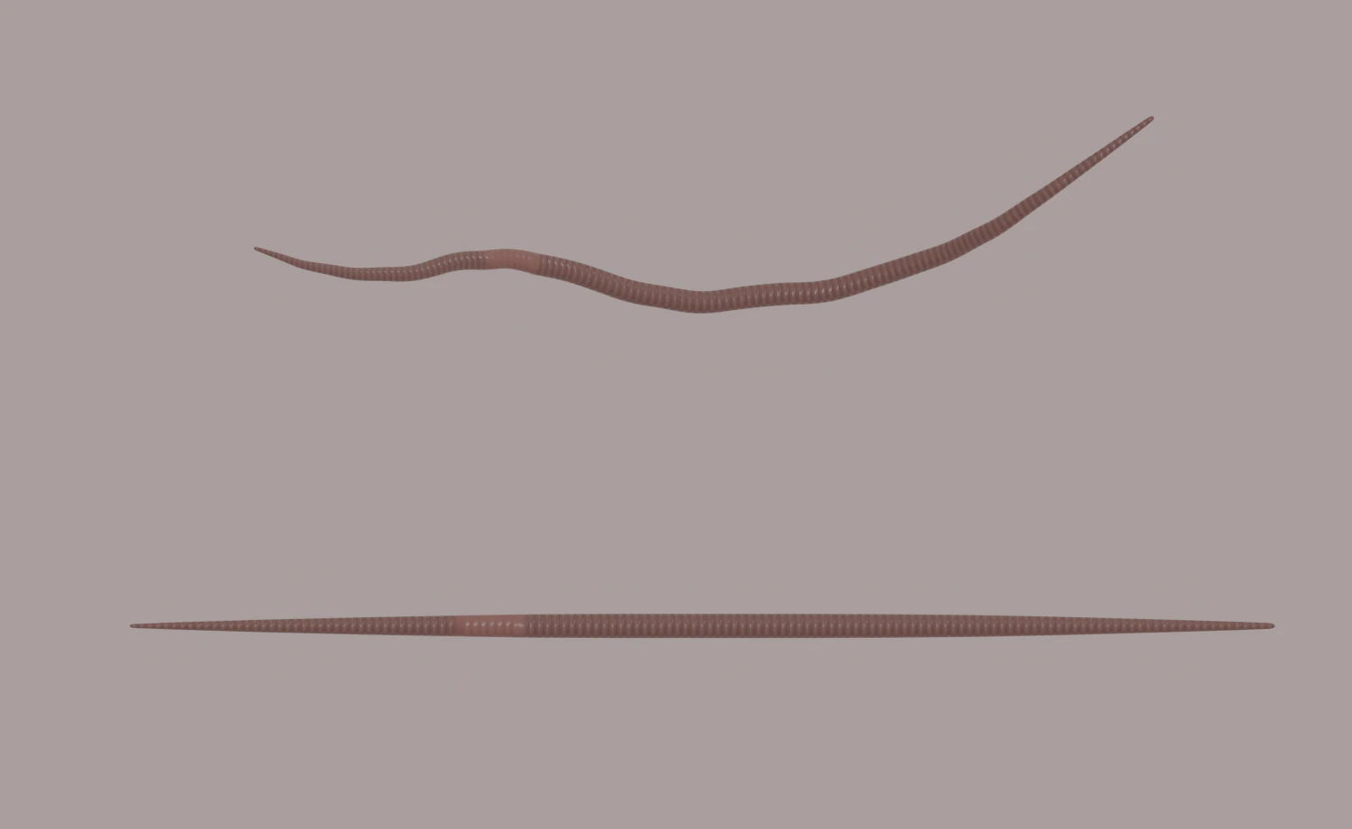 Worm 3D Model .c4d .max .obj .3ds .fbx .stl .blend