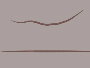 Worm 3D Model